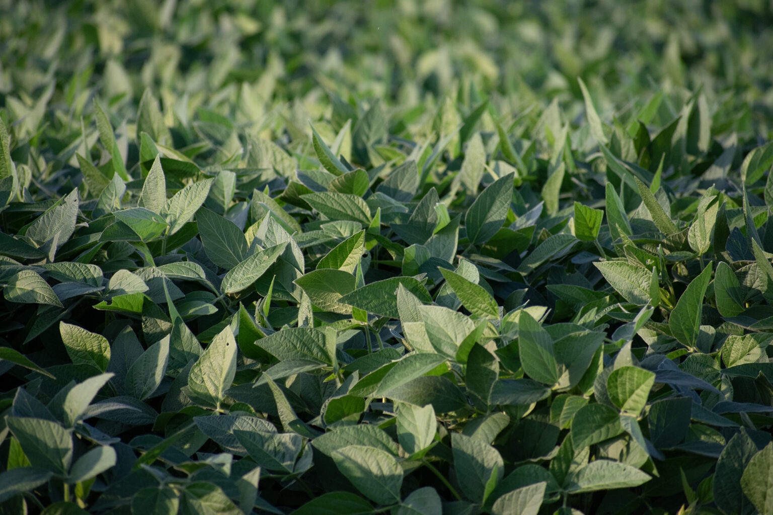 Feed Energy Livestock Nutrition Feed Ingredients